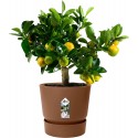 Elho Flower Pot Greenville Round - 30cm - Ginger Brown