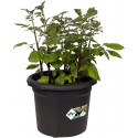 Elho Green Basics Potato Pot 33 - Flowerpot - Living Black - Outdoor - 32.3 x H 25.7 cm