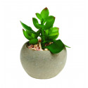 Set of 24 - 8.5cm Small Potted Succulents