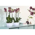 Elho Brussels Orchid Duo 25cm White